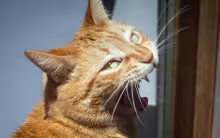 An orange cat laughing.